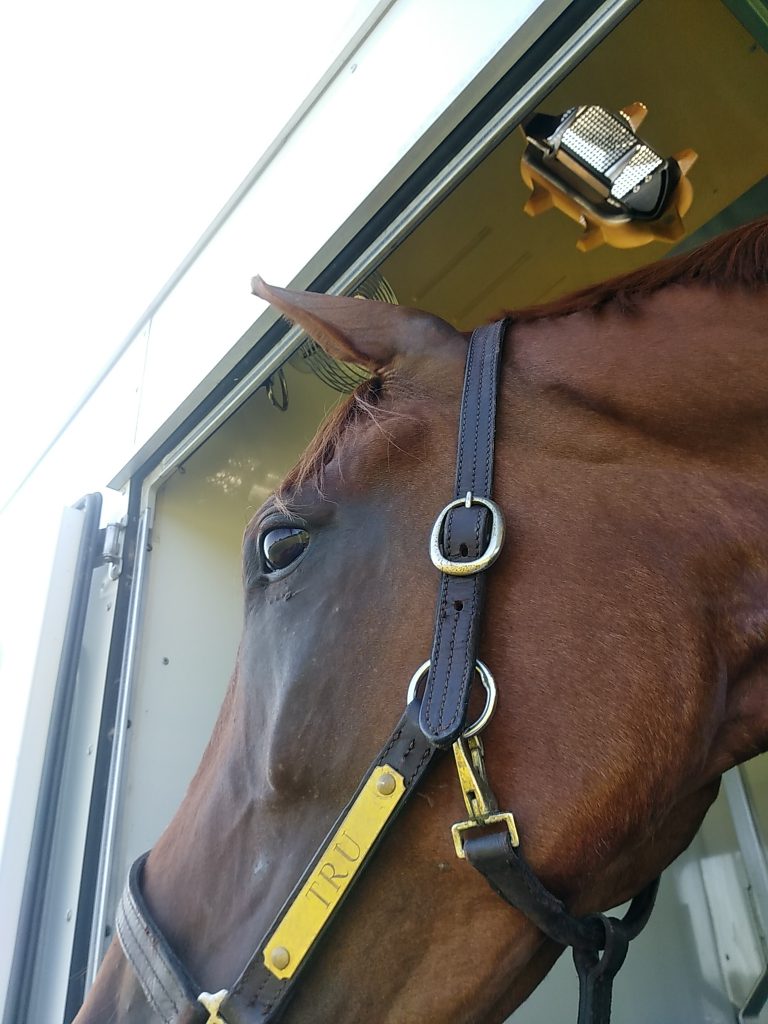 Horse in trailer with roof vent open