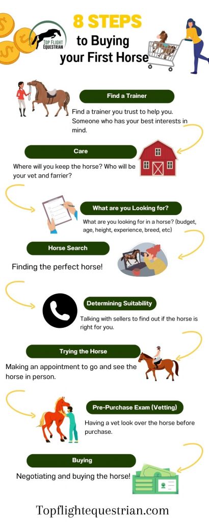 Infographic 8 steps to buying your first horse