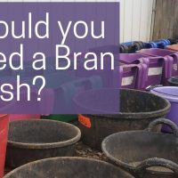 Should I Feed a Bran Mash?