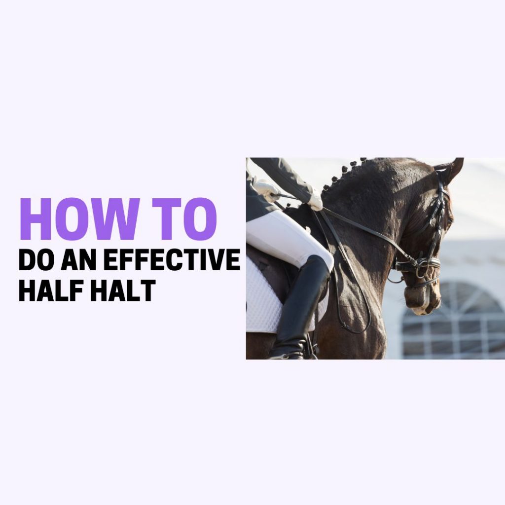 how to do a half halt