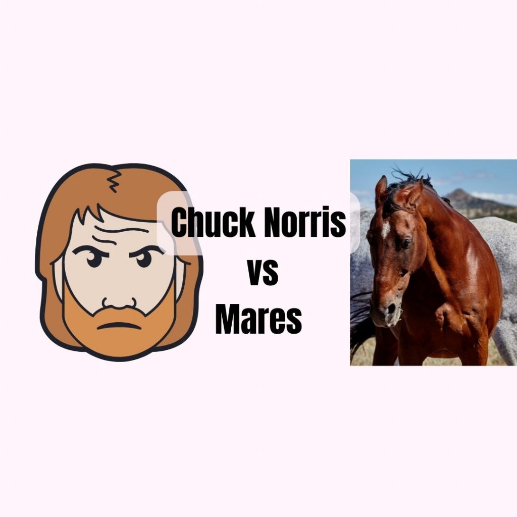 chuck norris vs mares