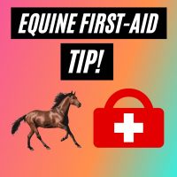 The Equine First Aid Tip that You’ve Been Waiting For
