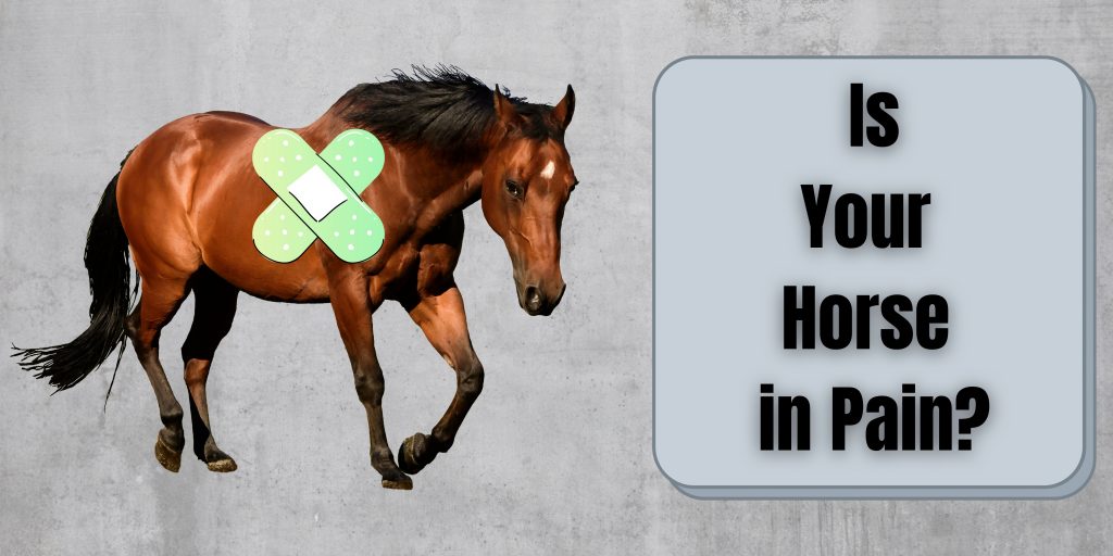 is your horse in pain