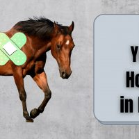 Is Your Horse in Pain?