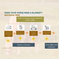 When to Blanket Your Horse