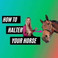 How to Put a Halter on a Horse- two easy ways!