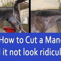 How To Trim A Horses Mane With Scissors (And It Not Look RIDICULOUS!)